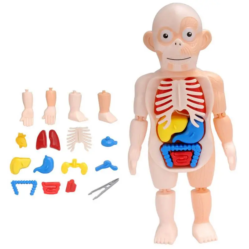 15шт Съемный Человеческий Торс 3D Структура человеческого тела Обучающая Детская Развивающая Игрушка для детей подростков