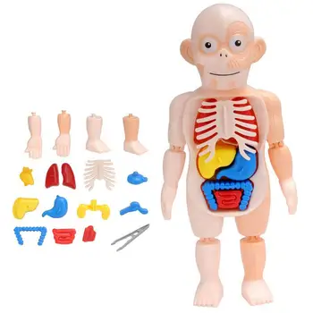 15шт Съемный Человеческий Торс 3D Структура человеческого тела Обучающая Детская Развивающая Игрушка для детей подростков  5